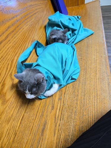 CatPocket™: lekki sling, idealny na spacery z kotem