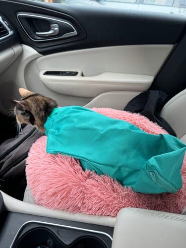 CatPocket™: lekki sling, idealny na spacery z kotem