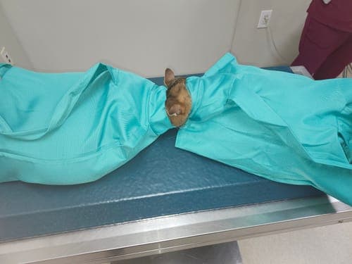 CatPocket™: lekki sling, idealny na spacery z kotem