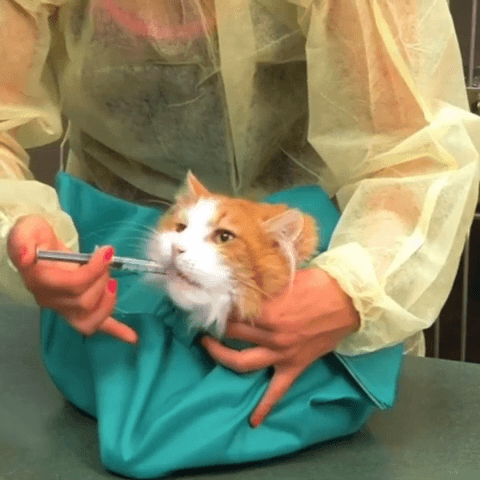 CatPocket™: lekki sling, idealny na spacery z kotem