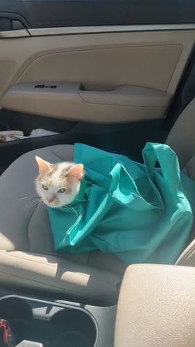 CatPocket™: lekki sling, idealny na spacery z kotem