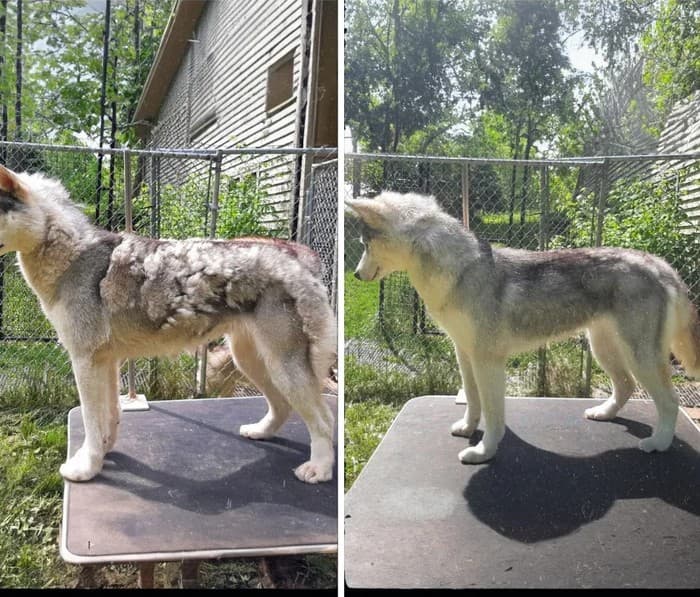 GroomMaster Pet 7‑in‑1