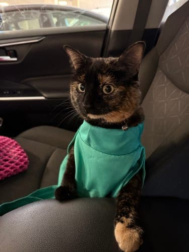 CatPocket™: lekki sling, idealny na spacery z kotem