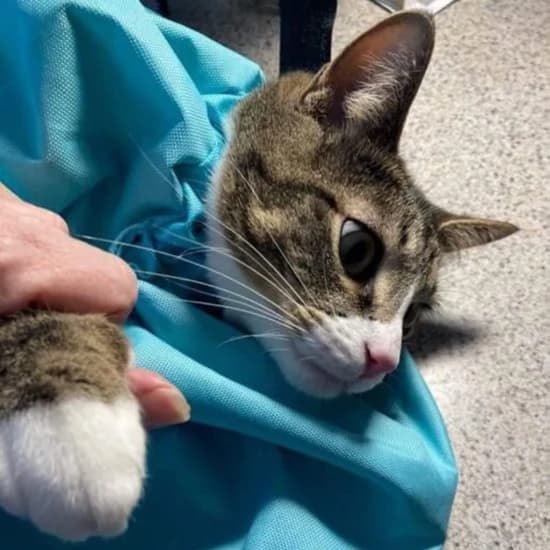 CatPocket™: lekki sling, idealny na spacery z kotem