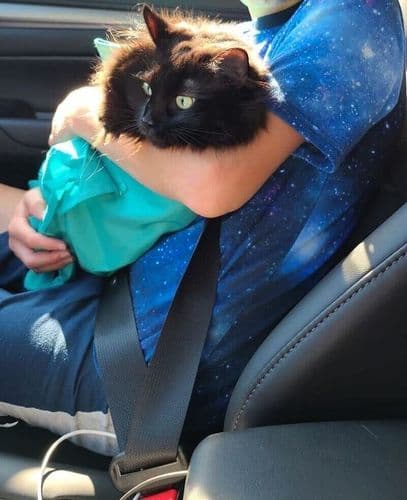 CatPocket™: lekki sling, idealny na spacery z kotem