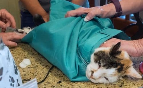 CatPocket™: lekki sling, idealny na spacery z kotem