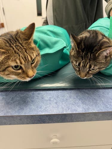 CatPocket™: lekki sling, idealny na spacery z kotem