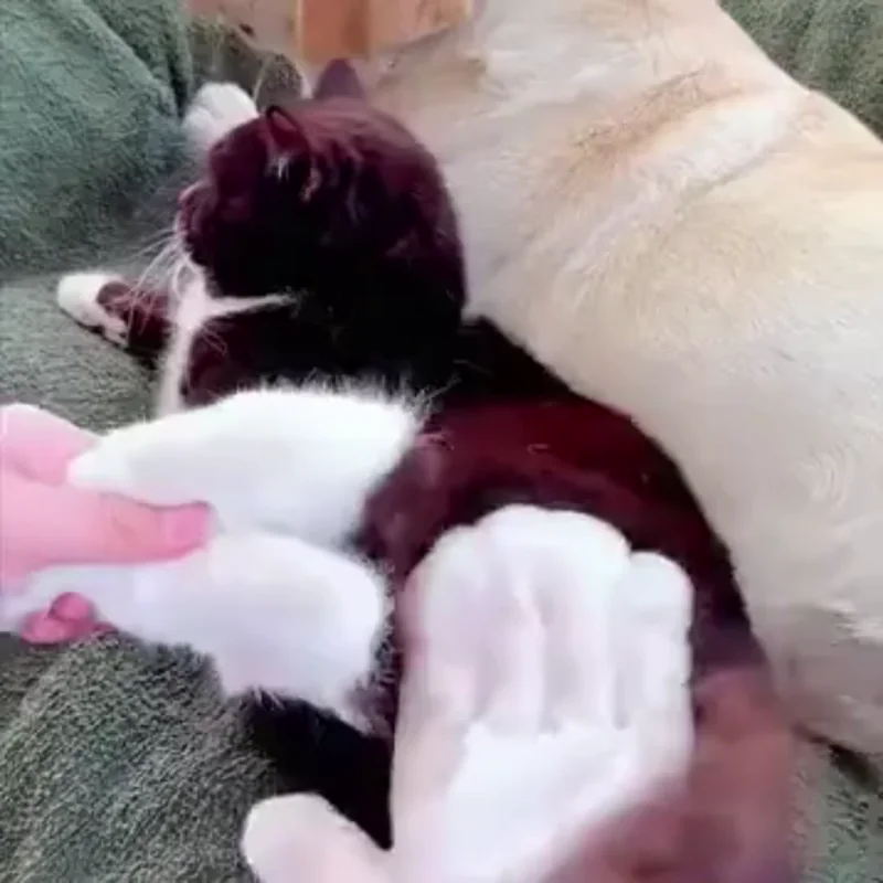 PetFresh™ – Polskie naturalne rękawiczki SPA do czyszczenia łap i sierści